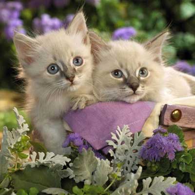 cute cat large